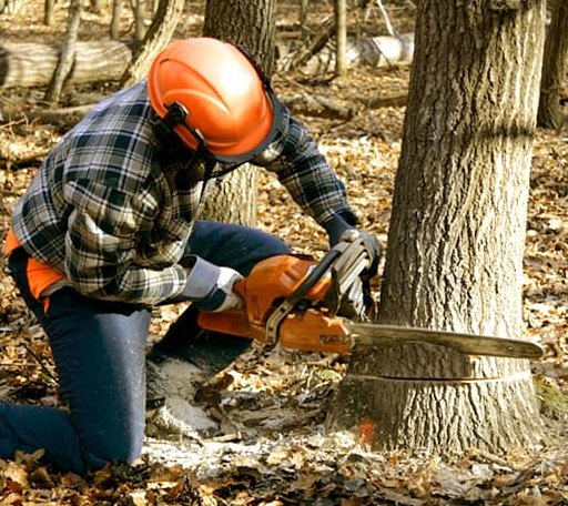 Tree Removal in Morland, KS